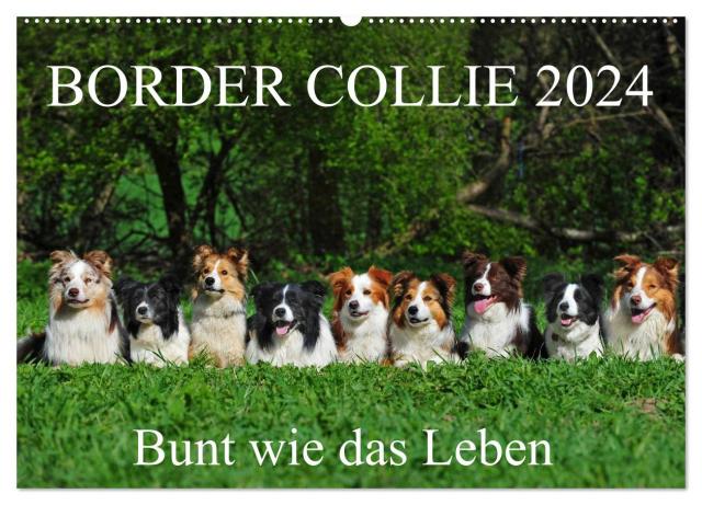 Border Collie 2024 (Wandkalender 2024 DIN A2 quer), CALVENDO Monatskalender