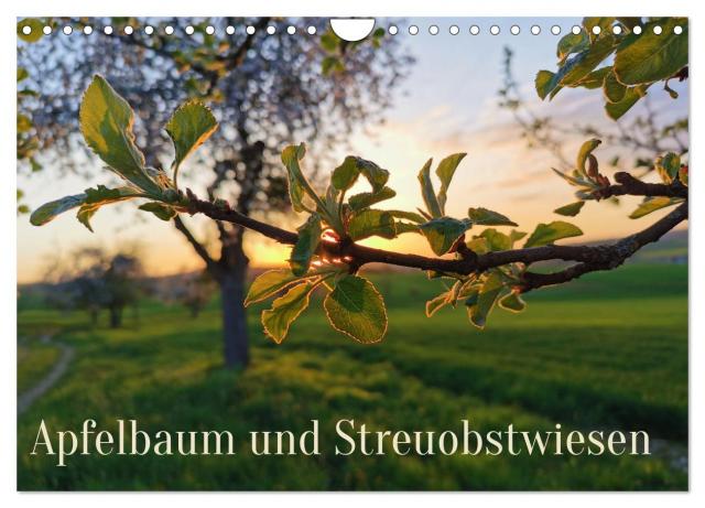 Apfelbaum und Streuobstwiesen (Wandkalender 2024 DIN A4 quer), CALVENDO Monatskalender