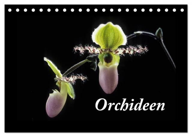 Orchideen 2024 (Tischkalender 2024 DIN A5 quer), CALVENDO Monatskalender