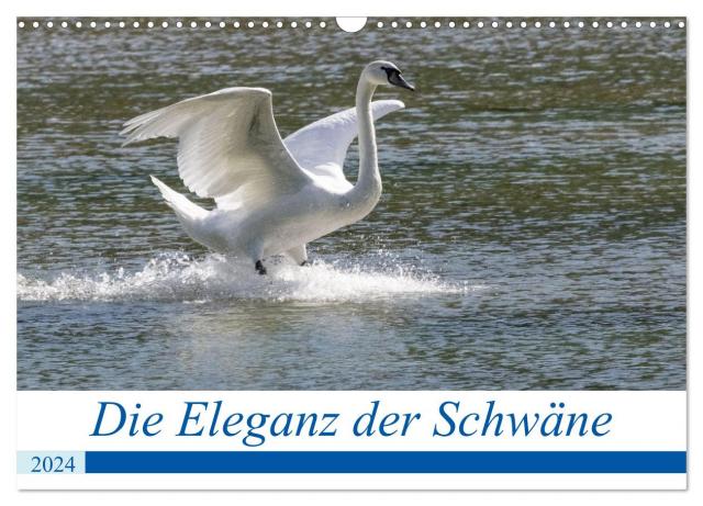 Die Eleganz der Schwäne (Wandkalender 2024 DIN A3 quer), CALVENDO Monatskalender