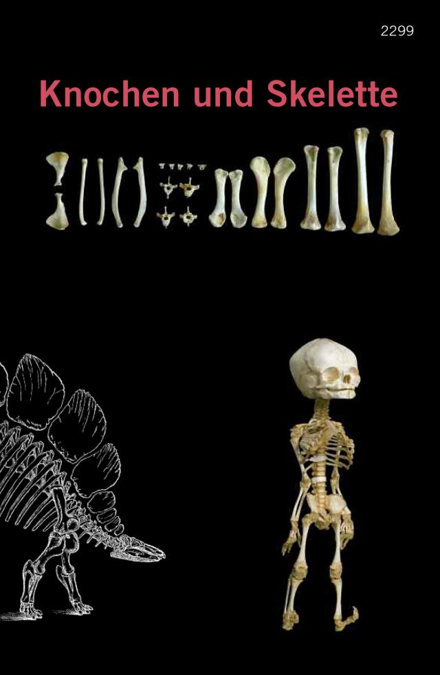 Knochen und Skelette