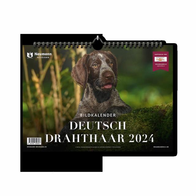 Deutsch Drahthaar 2024