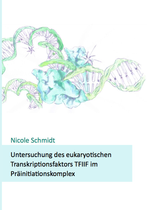 Untersuchung des eukaryotischen Transkriptionsfaktors TFIIF im Präinitiationskomplex