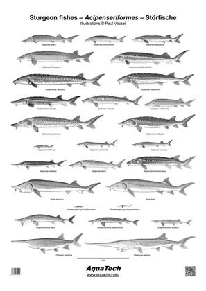 Sturgeon fishes - Acipenseriformes - Störfische