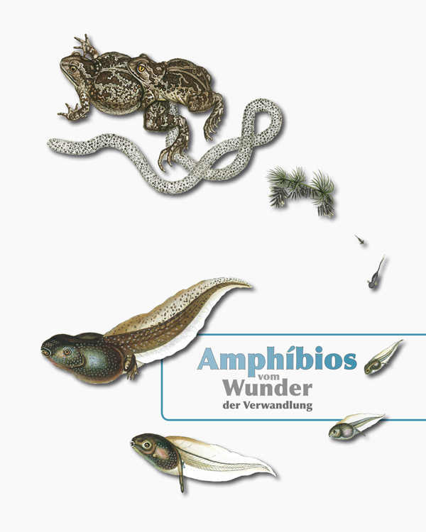 Amphibios - Vom Wunder der Verwandlung