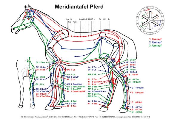 Meridiantafel Pferd