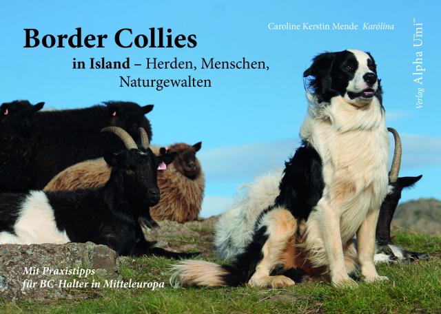 Border Collies in Island - Herden, Menschen, Naturgewalten